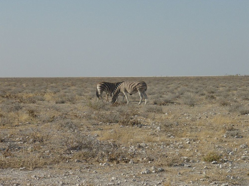 NAMIIA 2011 091.jpg